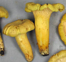 Yellow mushroom with a greenish yellow margin.